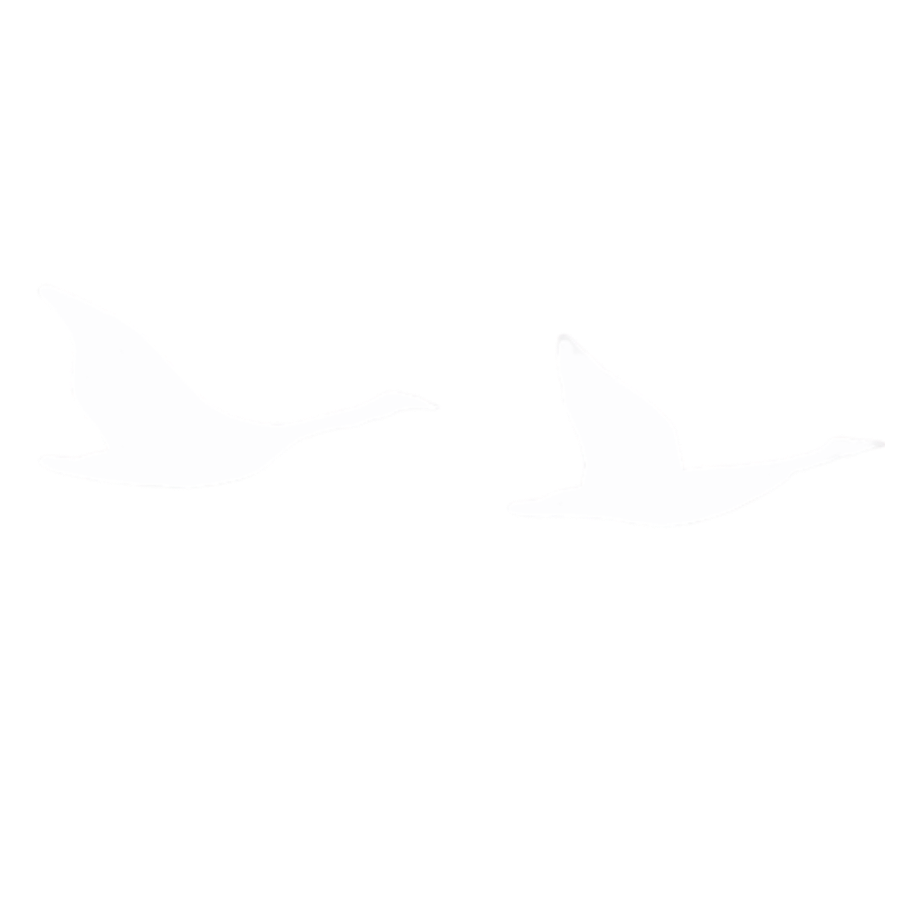 White birds flying